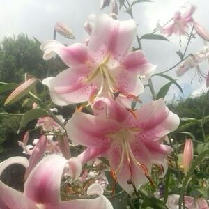 Meet your Posher, Annah